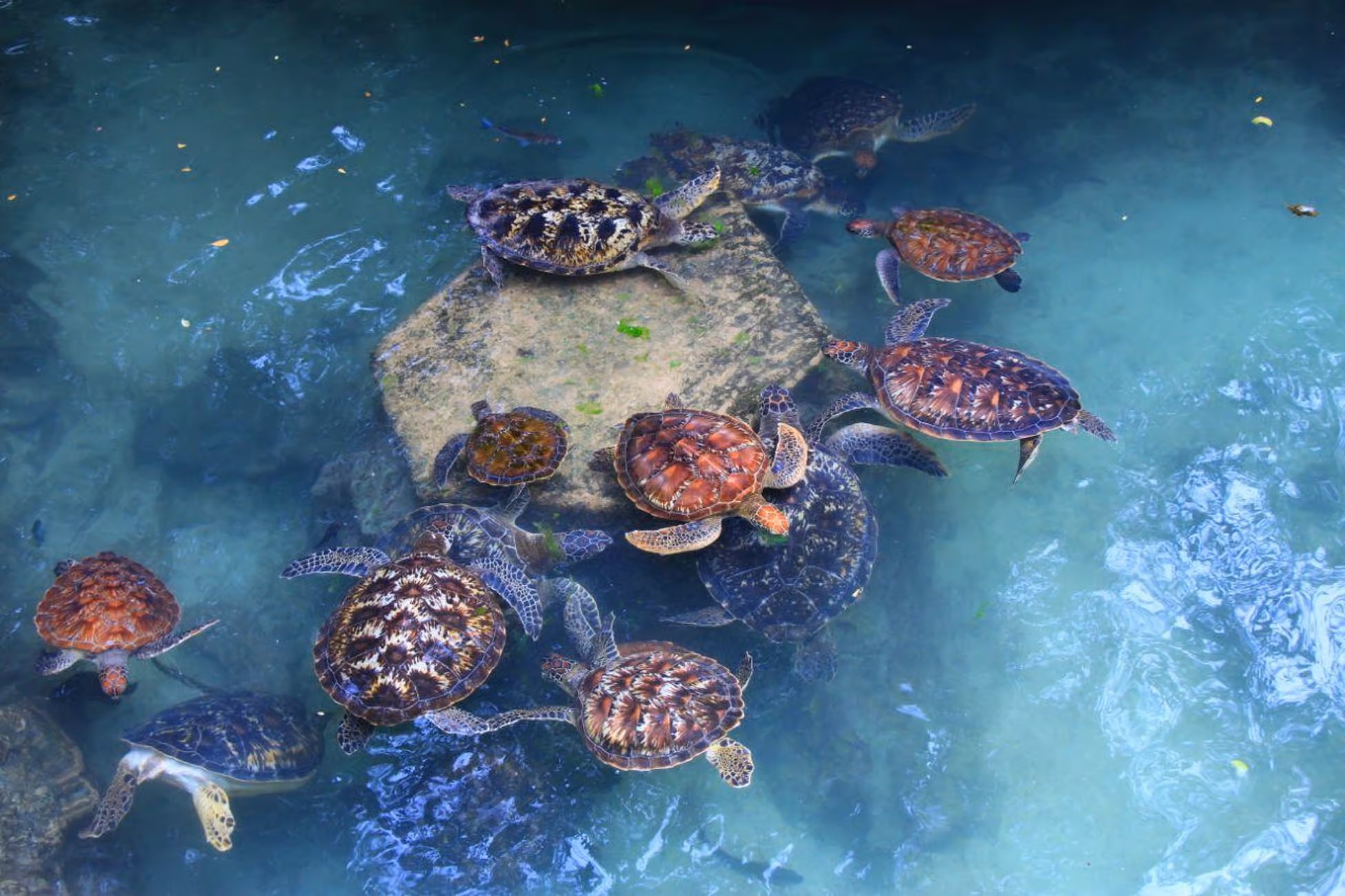 Baraka Aquarium Tour - Marine Life Exhibition