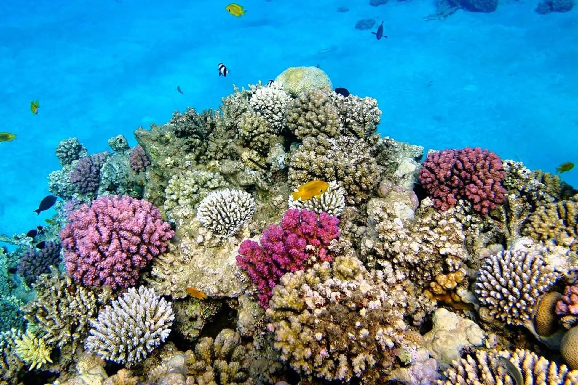 Prison Island Bawe Island Snorkeling