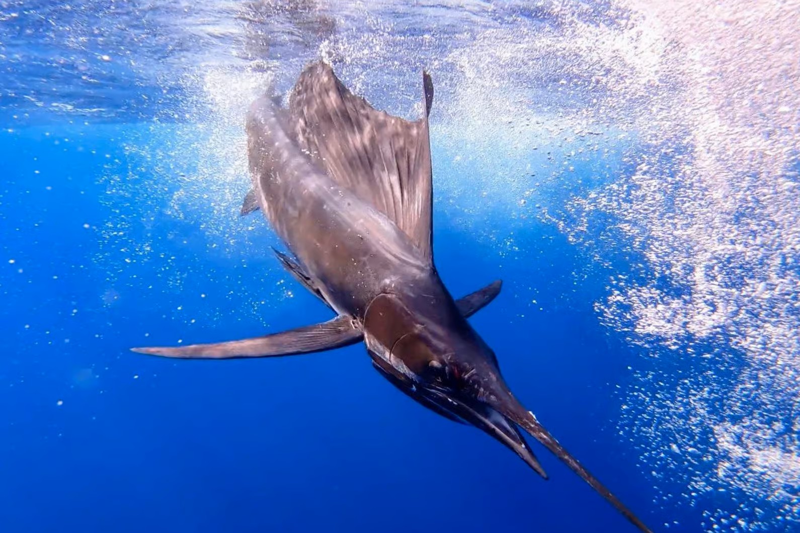 Fishing Game Tour - Traditional Zanzibar Fishing Experience