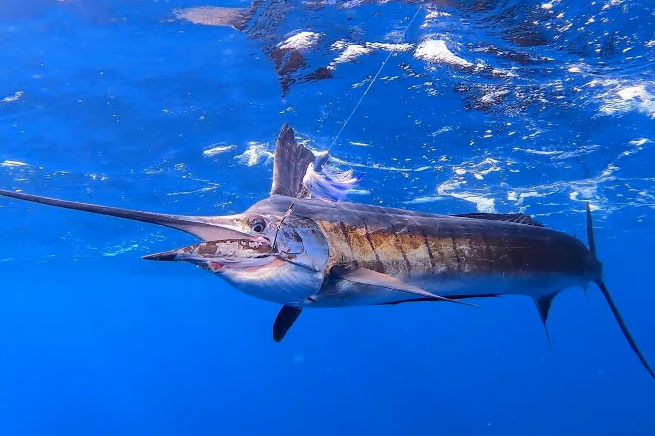 Fishing Game Tour sailfish and barracuda fishing adventure