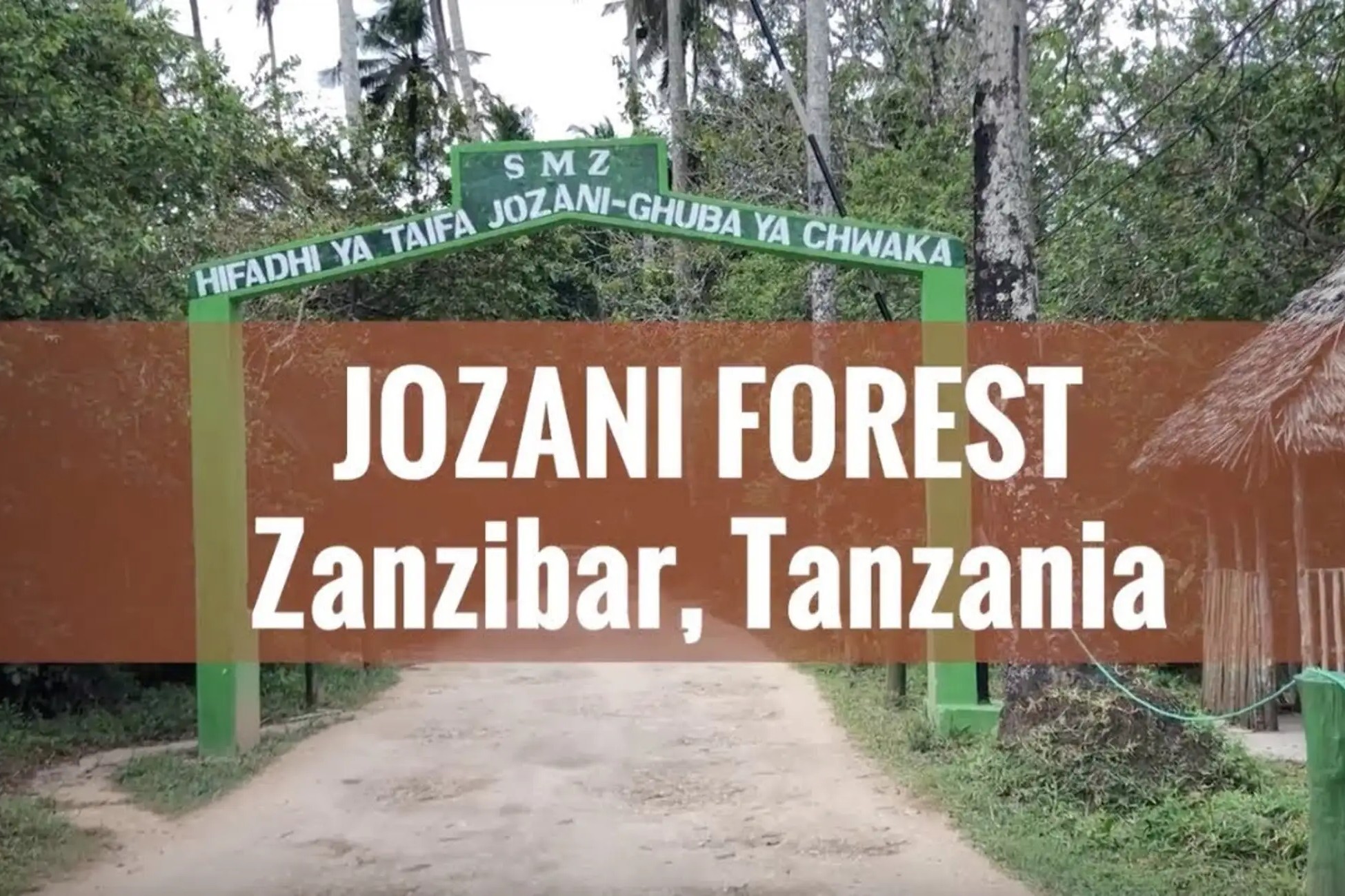 Jozani Forest Tour - Red Colobus Monkeys and Mangroves