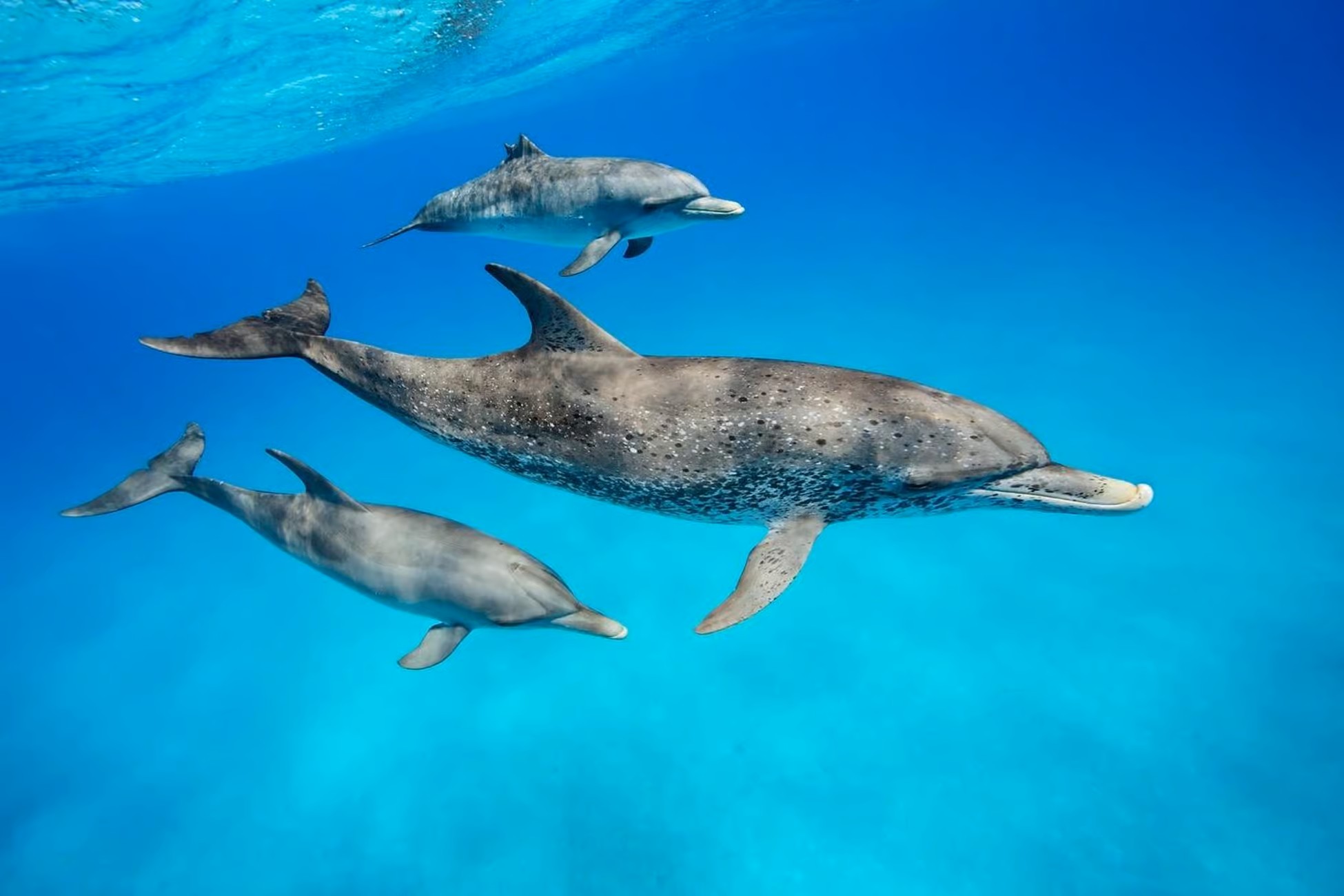 Kizimkazi Dolphins Tour - Wild Dolphin Watching