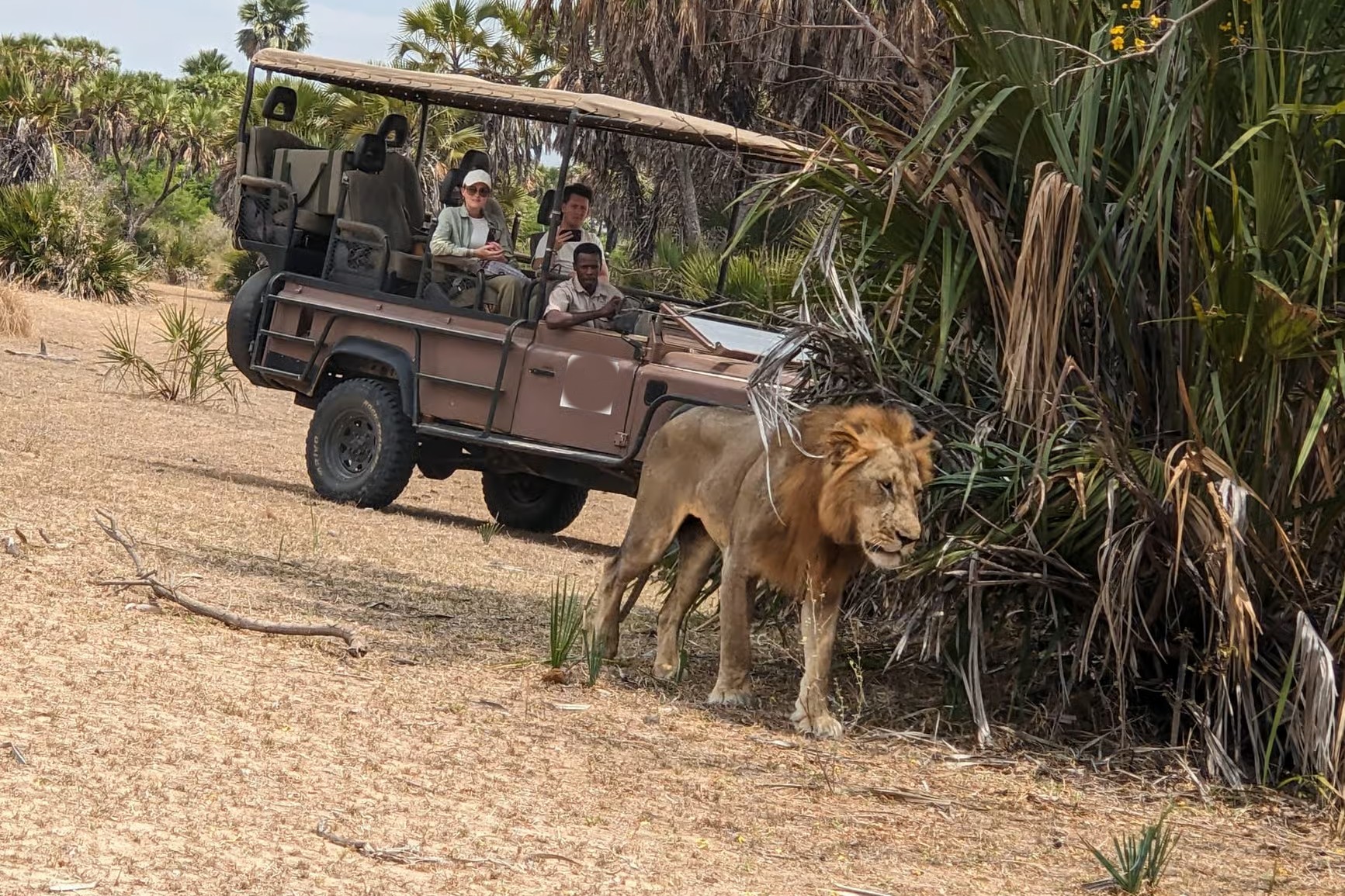 Mikumi Day Trip Safari from Zanzibar