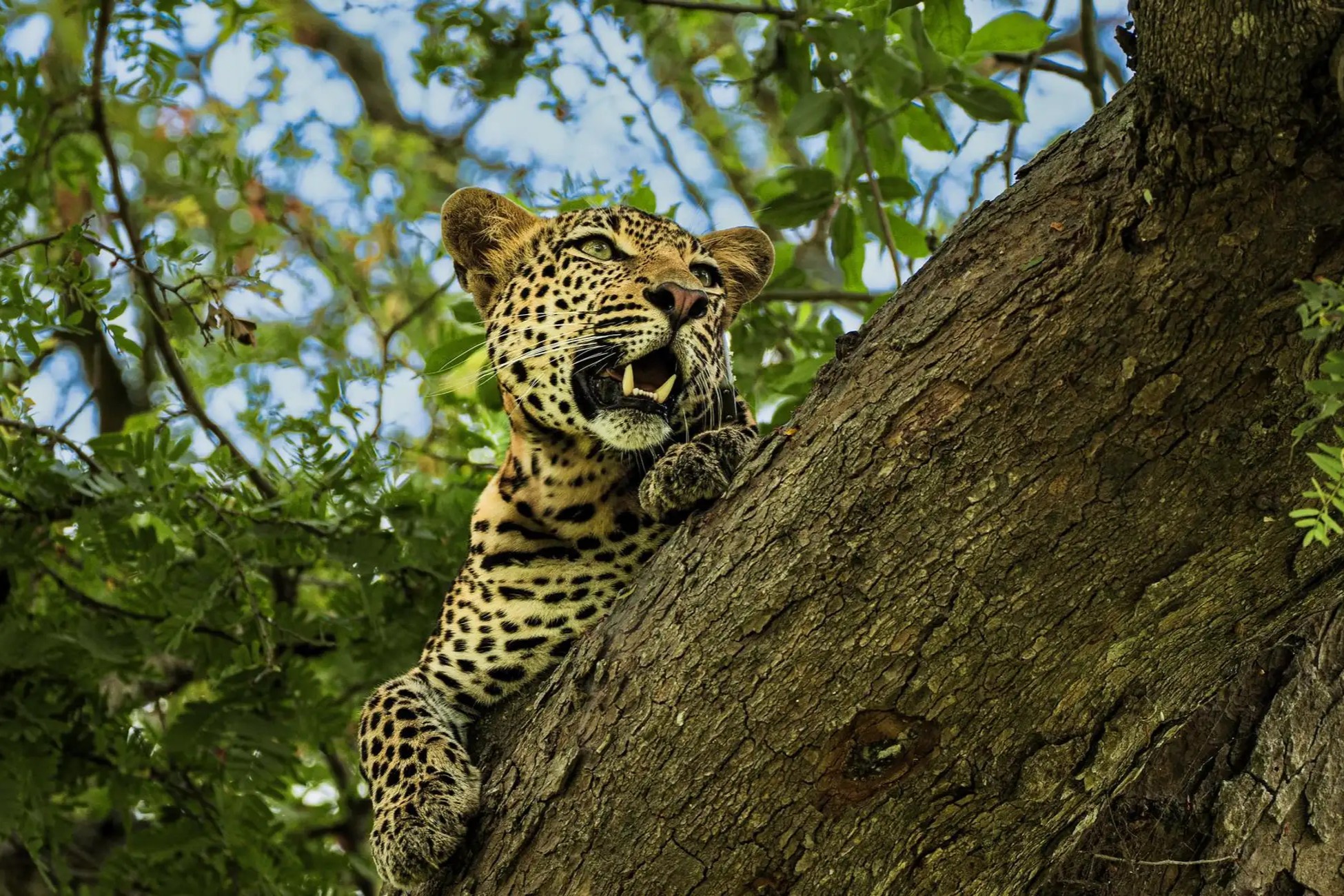 7 Days 6 Nights Tanzania Safari Package