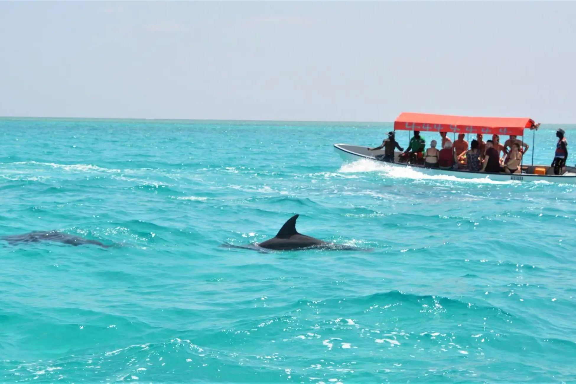 Full Day Mnemba Snorkeling Nungwi Kendwa Beach