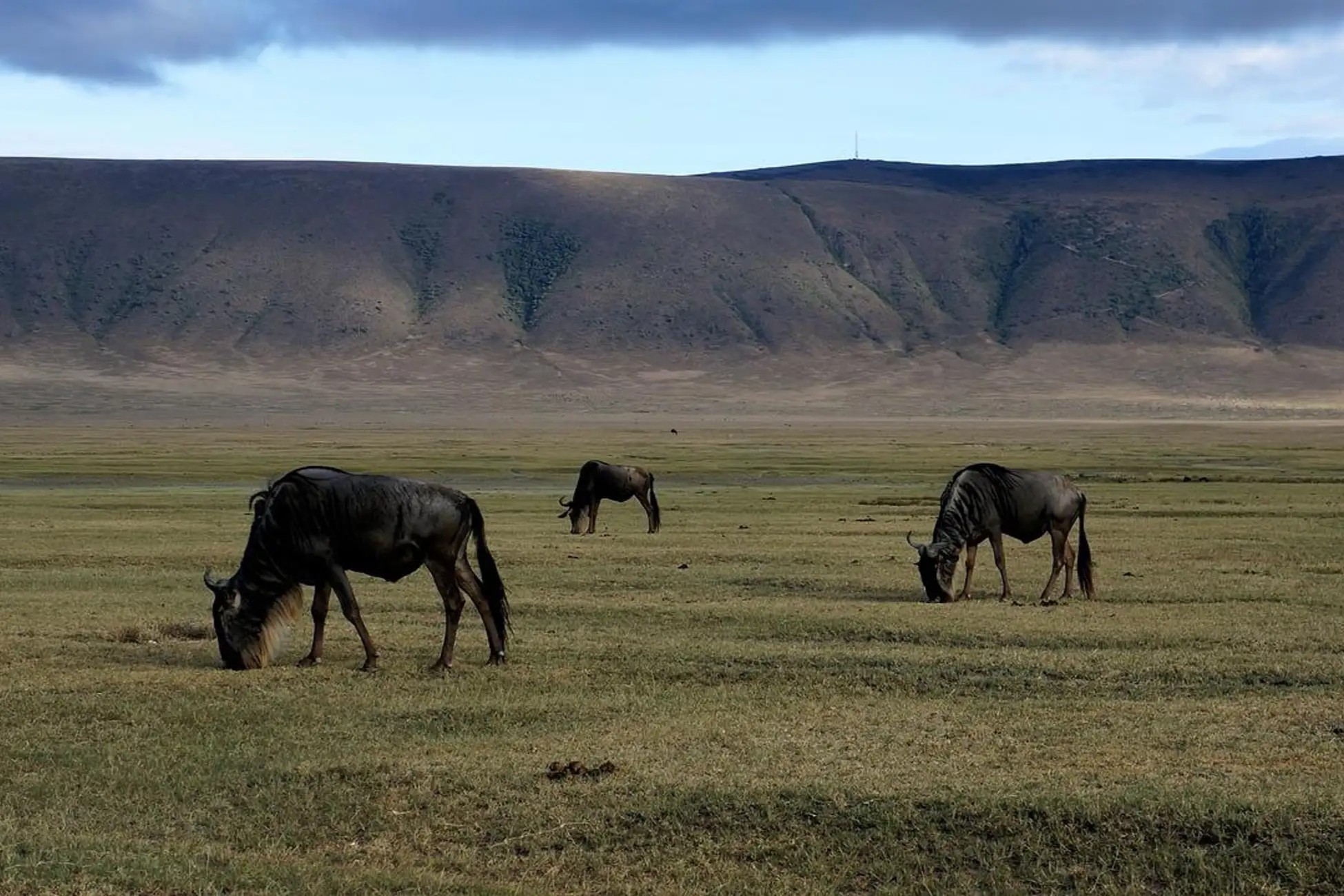 Ngorongoro Safari - Big Five Wildlife
