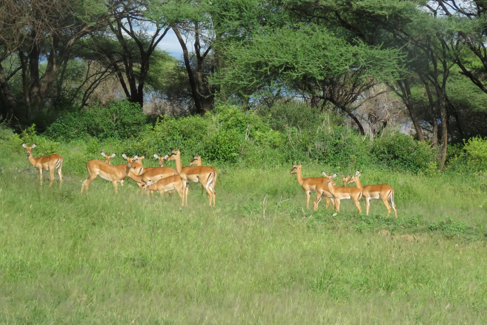 Ngorongoro Conservation Area - African Wildlife