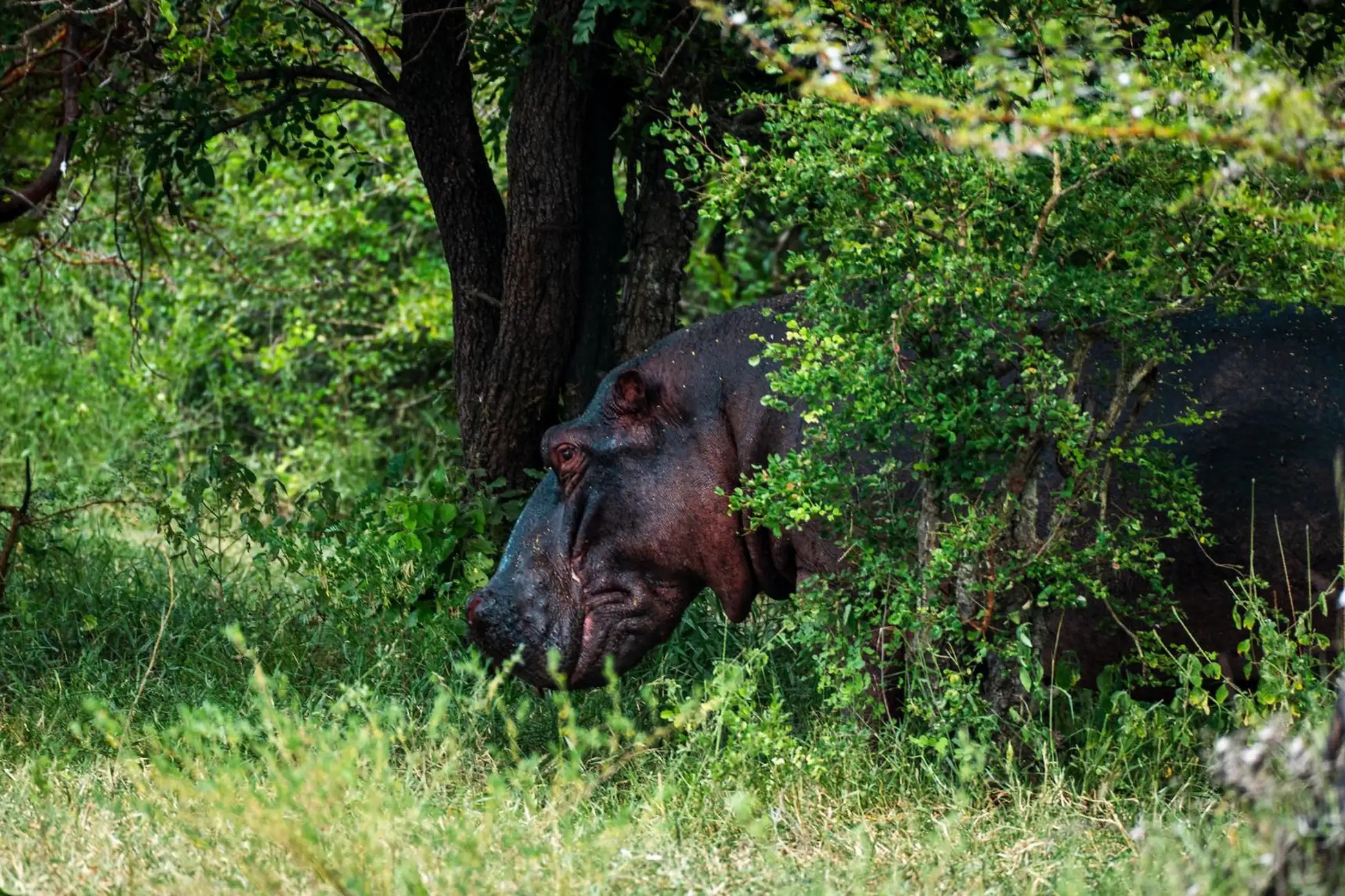 6 Days 5 Nights Tanzania Safari Package