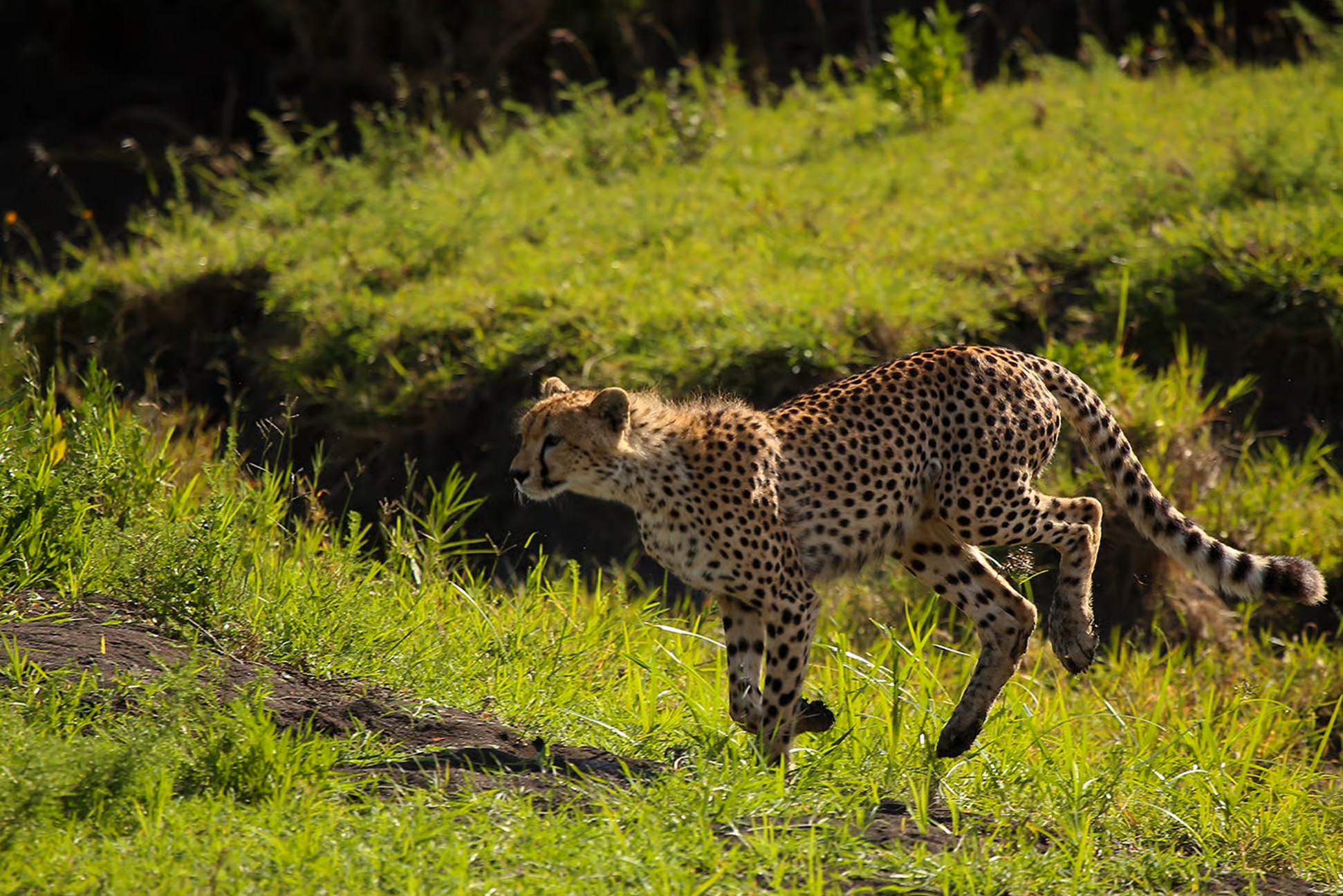 2 Days 1 Night Safari Serengeti from Zanzibar