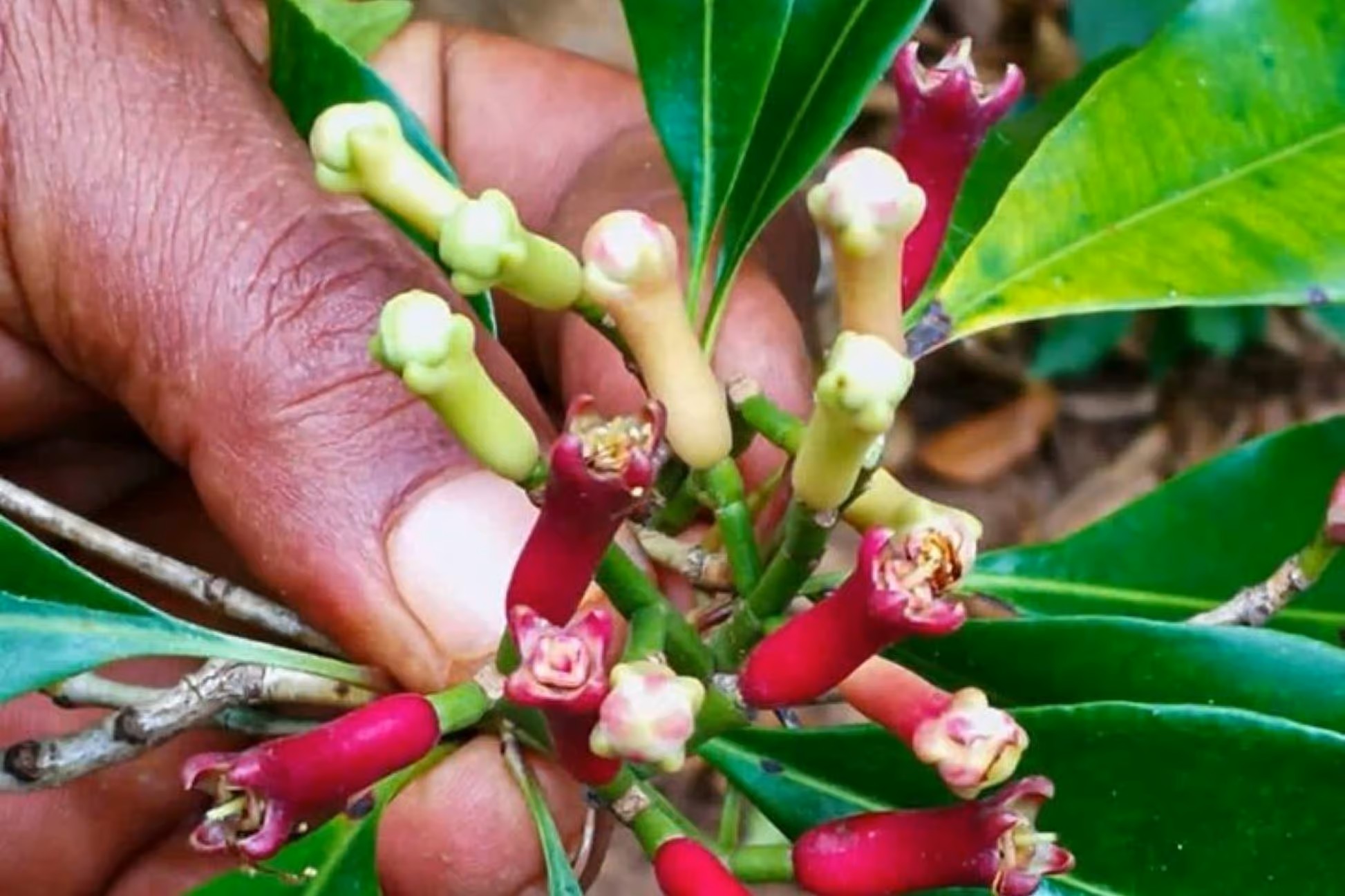 Spice Farms Tour